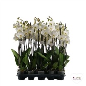 Фаленопсис 3 ствола White 20+ d12 см h65 см