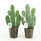 Опунция Rubescens Consolea d13 см h35 см тип 4