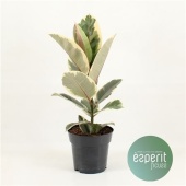Фикус Эластика Тинеке d17 см h55 см