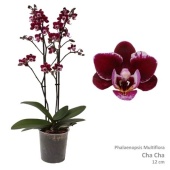 Фаленопсис 2 ствола Multiflora Chacha 30+ (pannekoek) d12 см h39 см