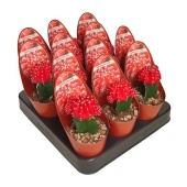 Гимнокалициум Cactus Grafted Red Potcover d6.5 см h8 см