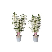 Дендробиум Nobile Classic Apollon 3 ствола белый d12 см h55 см