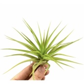 Тилландсия Multiflora d8 см h8 см