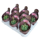 Гимнокалициум Horstii Potcover d10.5 см h12.5 см