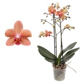 Фаленопсис 2 ствола Multiflora Orange (pannekoek) d12 см h39 см