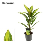 Кордилина Киви d12 см h40 см (decorum)