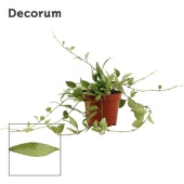 Хойя Lacunosa Mint (decorum) d9 см h2.5 см