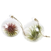 Тилландсия Glas Hangbol Medium d13 см h10 см