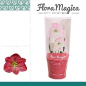 Гиппеаструм Sweet Pink 1 ствол d12 см h20 см тип 2