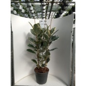 Фикус Эластика Тинеке 3 ствола d35 см h135 см
