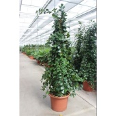 Фикус Тринова d50 см h240 см