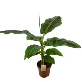 Банан Dwarf Cavendish d21 см h100 см