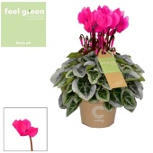 Цикламен Пикассо розовый Feel Green (decorum) d11 см h22.5 см