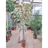 Фикус Эластика Тинеке d30 см h250 см