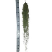 Тилландсия Usneoides Green d15 см h110 см