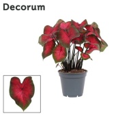 Каладиум красный d17 см h40 см (decorum)