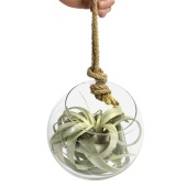 Тилландсия Glas Bol Xl Touw d20 см h20 см