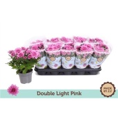 Хризантема микс Light Pink d12 см h25 см
