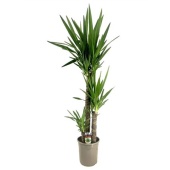 Юкка Elephantipes d24 см 140 см