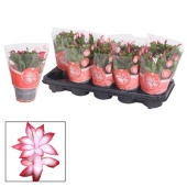 Шлюмбергера (декабрист) Red Exotic d10.5 см h20 см тип 1