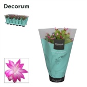Шлюмбергера (декабрист) Pink (decorum) d9 см h18 см тип 2