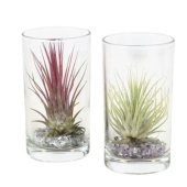 Тилландсия Glas Longdrink d6 см h15 см