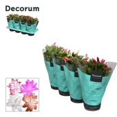 Шлюмбергера (декабрист) Микс (decorum) d13 см h27.5 см
