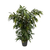 Фикус Биннендийка Амстел Кинг d35 см h150 см