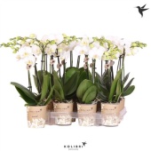 Фаленопсис 2 ствола White 22+ Big Flowers (ok) d9 см h40 см