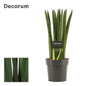 Сансевиерия цилиндрика Стрейт (decorum) d12 см h35 см