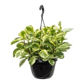 Пеперомия Obtusifolia Golden Gate hangpot d20 см h50 см