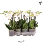 Фаленопсис 2 ствола White 22+ Labe d9 см h40 см