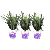 Куркума цветущая White 2+ цветов d14 см h55 см