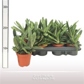 Гастерия Little Warty d8.5 см h20 см