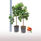 Цитрус Грейпфрут d24 см h130 см