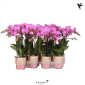 Фаленопсис Little Kolibri 2st Violet 22+ d9 см h40 см тип 1