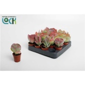 Каланхоэ Турсифлора d5.5 см h15 см