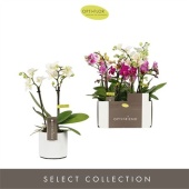 Фаленопсис 2 ствола Mix 10+ In White Toscane d7 см h25 см