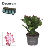 Шлюмбергера (декабрист) Red Exotic Feel Green d10.5 см h20 см