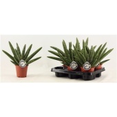 Сансевиерия Double Boncellensis d12 см h35 см тип 1
