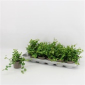 Фикус Пумила Green Sunny d9 см h15 см