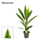 Кордилина Нью Конга d12 см h40 см (decorum)