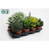 Суккуленты микс 7srt d14 см h20 см тип 2