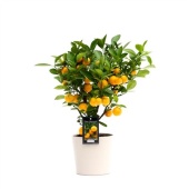 Цитрус Каламондин In Ceramic Beige Roma d16 см h45 см тип 2
