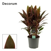 Кордилина Румба d19 см h55 см (decorum)