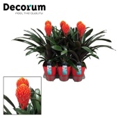 Гузмания Tala Luxe Ceramiek (decorum) d14 см h45 см