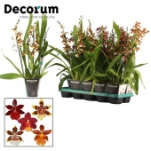 Орхидея Камбрия 4 ствола (decorum) d12 см h60 см