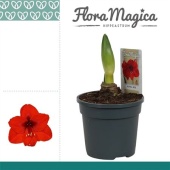 Гиппеаструм Royal Red 1 ствол d13 см h25 см