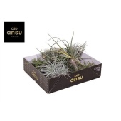 Тилландсия Cube Mix (large) d2 см h5 см