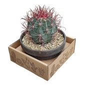 Ферокактус Gracilis Terracotta d15 см h15 см